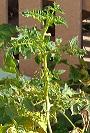 tomato plant photo, click for a larger image